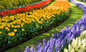 Holland's Tulips + Amsterdam Tour